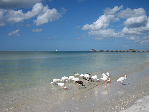 Foto Vögel am Strand - 