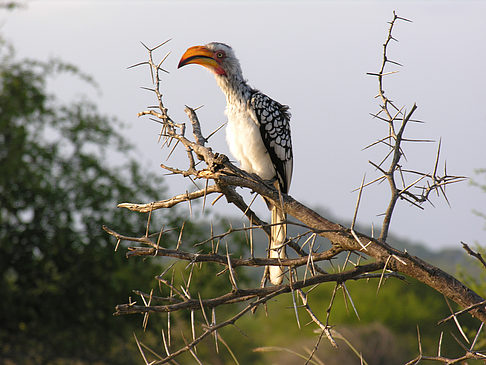 Foto Vögel - 